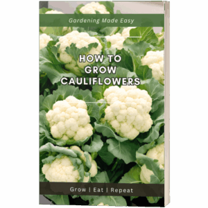 How to Grow Cauliflowers Ebook